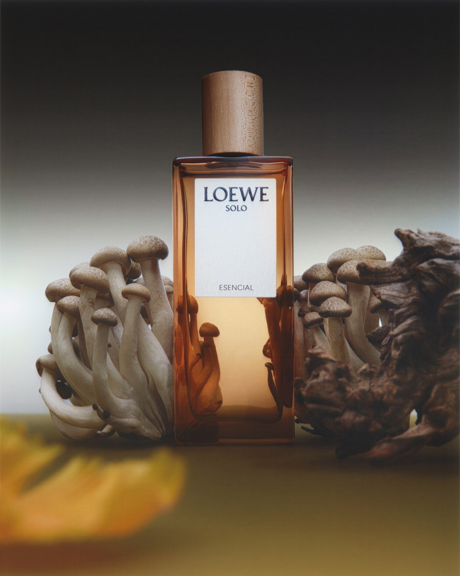 26.04.2024_selphy-loewe_-3-ens-r_plat-copie.jpg
